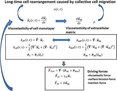 Mechanical Oscillations in 2D Collective Cell Migration: The Elastic Turbulence